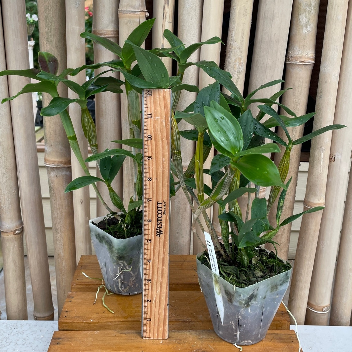 Den. Mini Snowflake (4" Pot) - Not Blooming