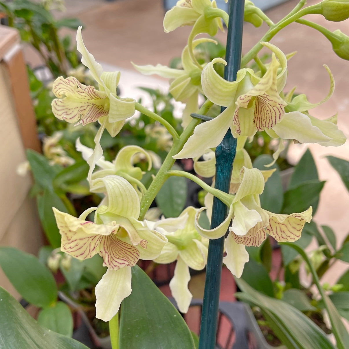 Den. Mini Snowflake x Joyce Kelly (4" Pot) - Buds