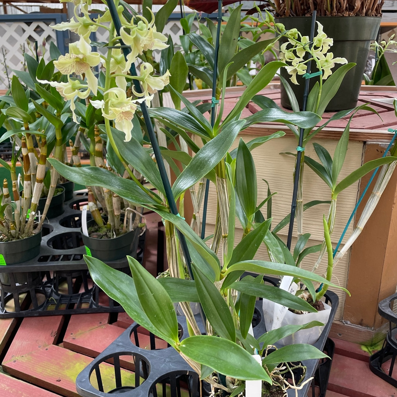 Den. Mini Snowflake x Joyce Kelly (4" Pot) - Buds