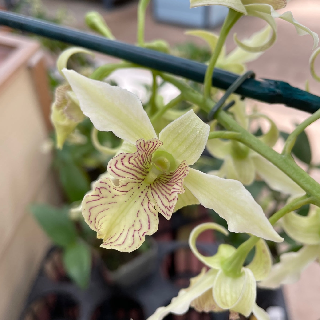 Den. Mini Snowflake x Joyce Kelly (4" Pot) - Buds