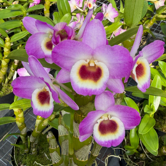 Den. Pink Lady (4" Pot)