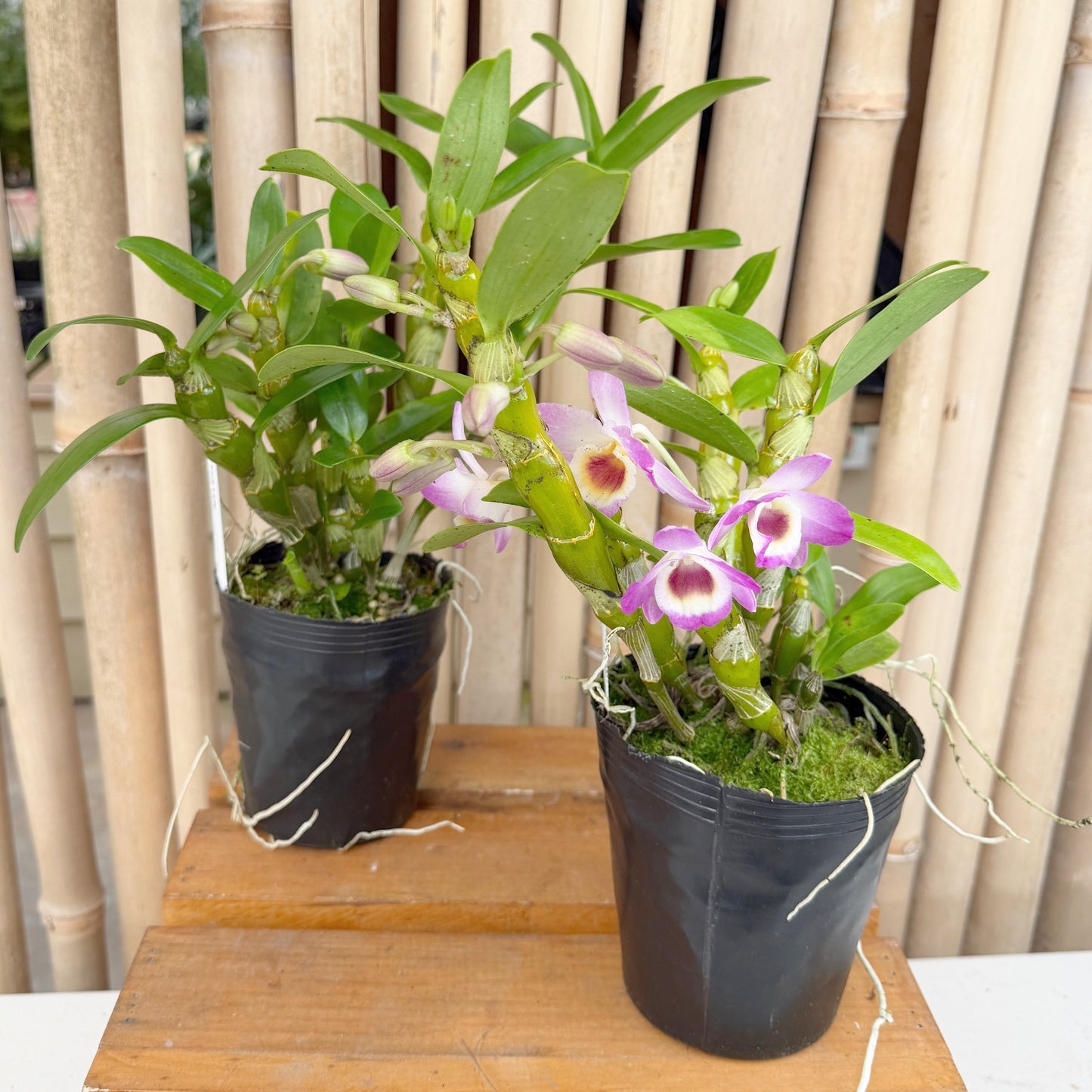 Den. Pink Lady (4" Pot)