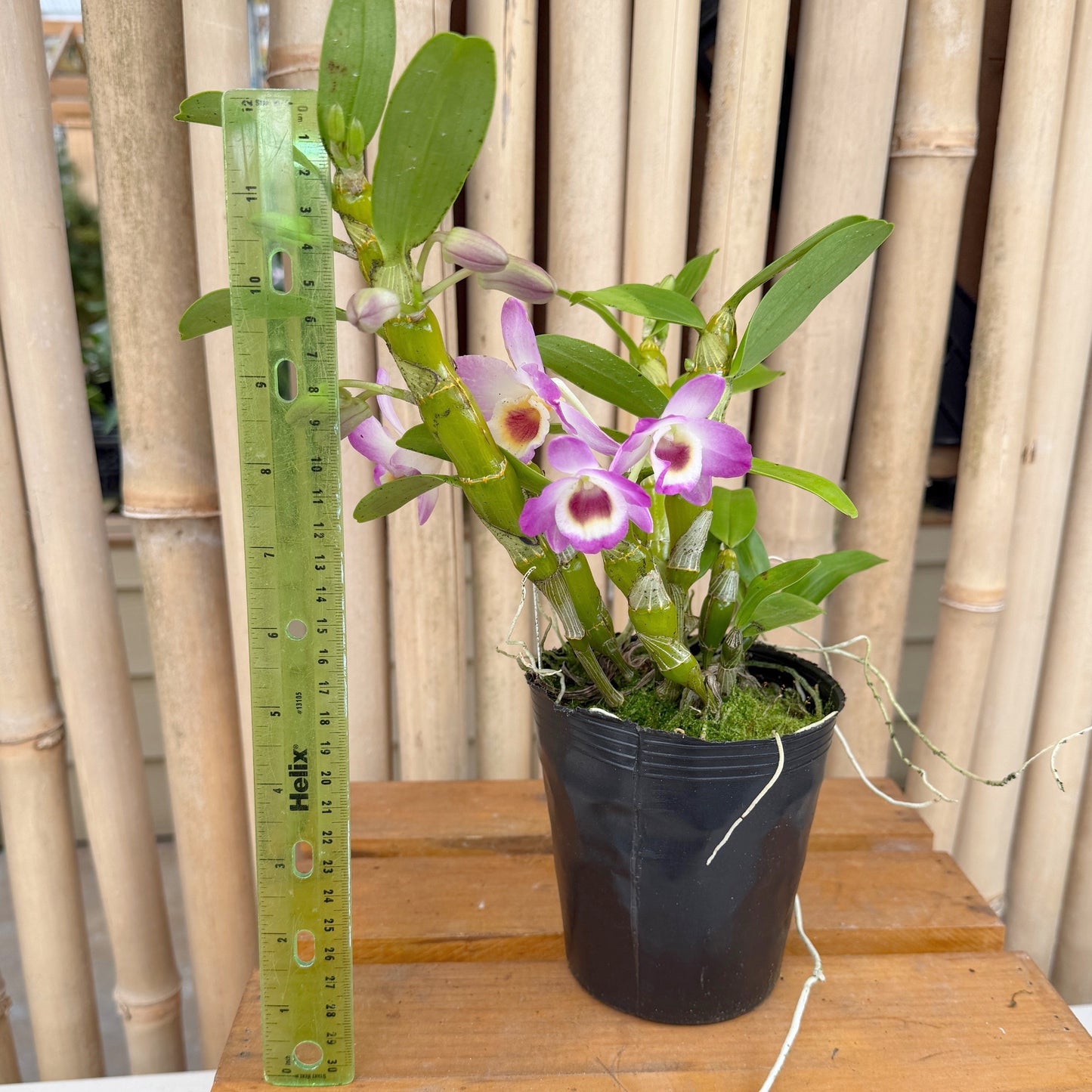Den. Pink Lady (4" Pot)