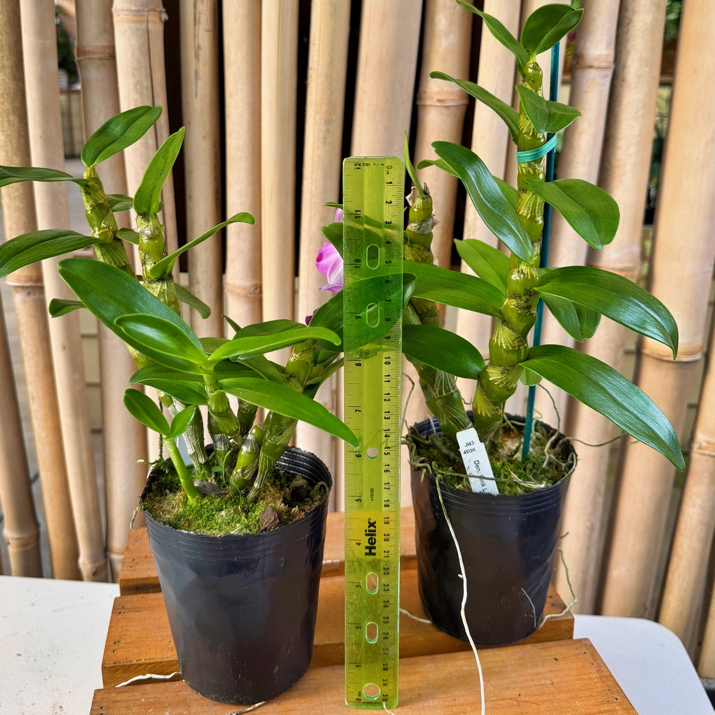 Den. Pink Lady (4" Pot)