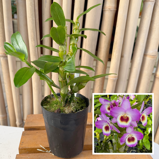 Den. Pink Lady (4" Pot)