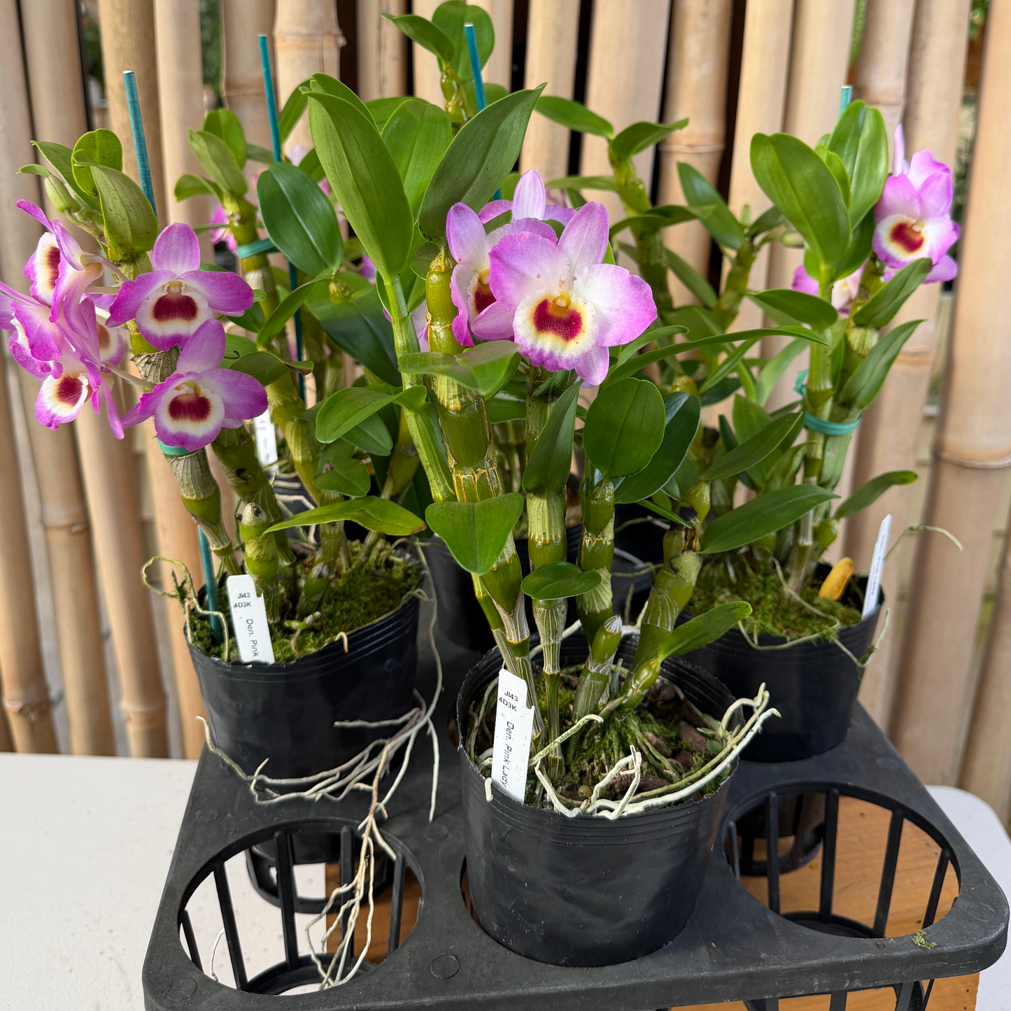 Den. Pink Lady (4" Pot)