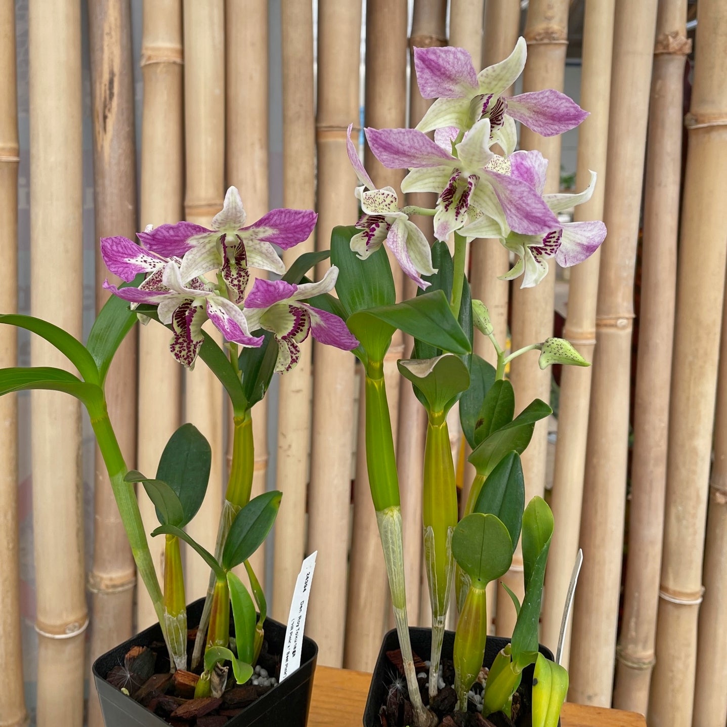 Den. Roy Tokunaga ('HR Pink' x 'Best Pink') - Buds – Akatsuka