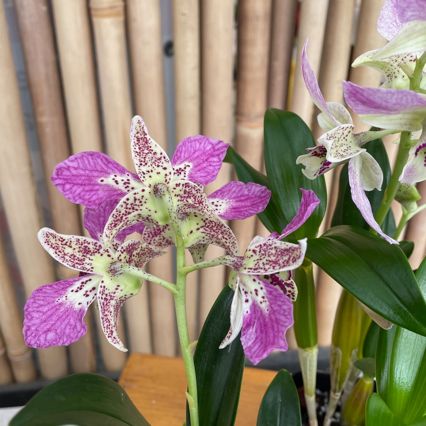 Den. Roy Tokunaga ('HR Pink' x 'Best Pink') - Buds