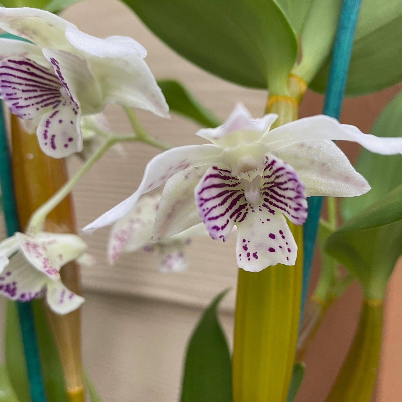 Den. Royal Chip (4" Pot) - Buds