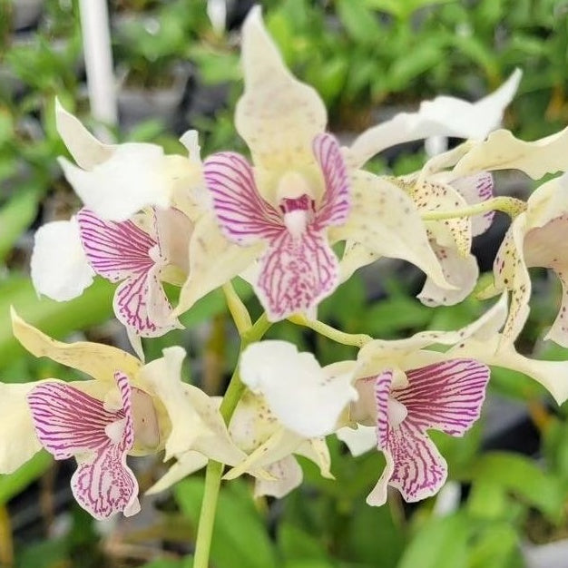 Den. Royal Chip 'Pinkie' x Den. polysema (Budded)