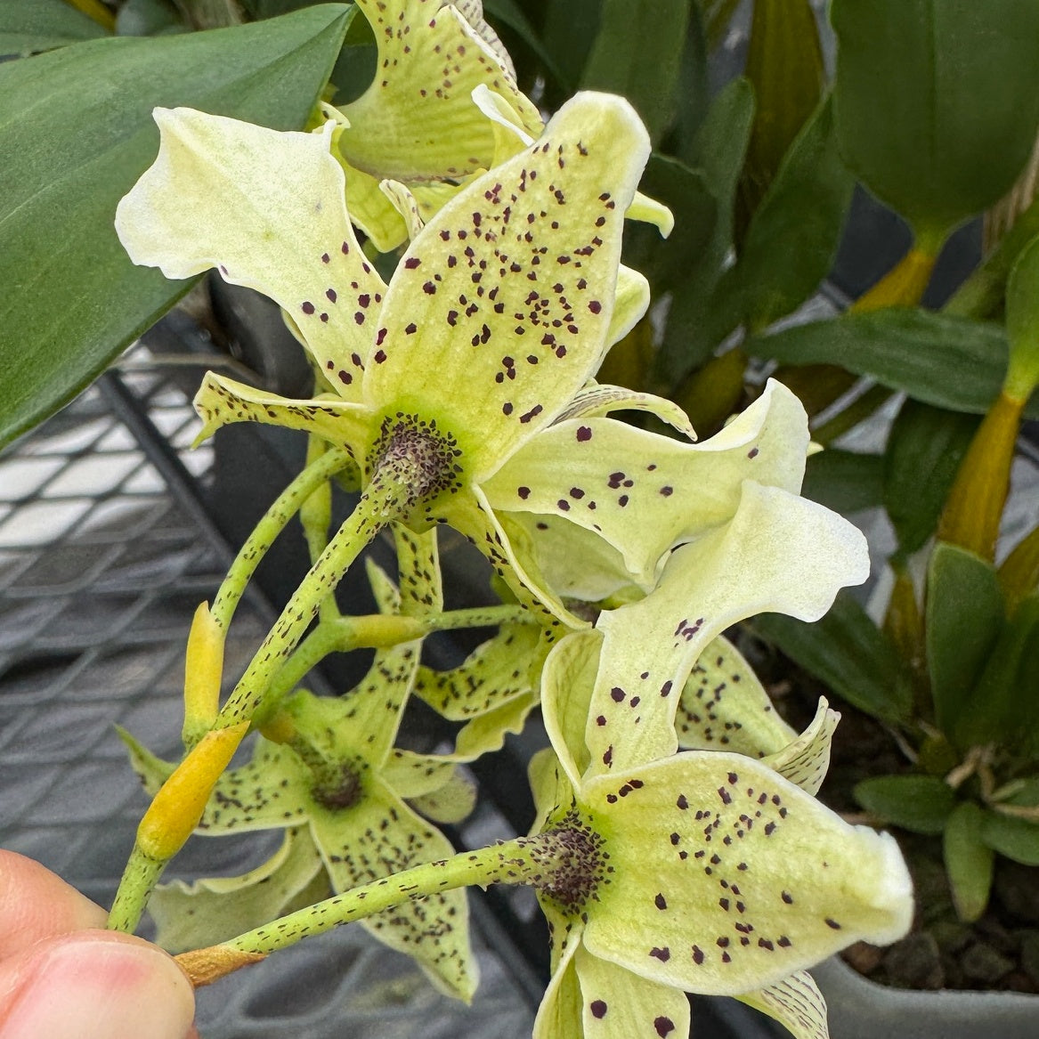 Den. Royal Chip 'Pinkie' x Den. polysema (Budded)