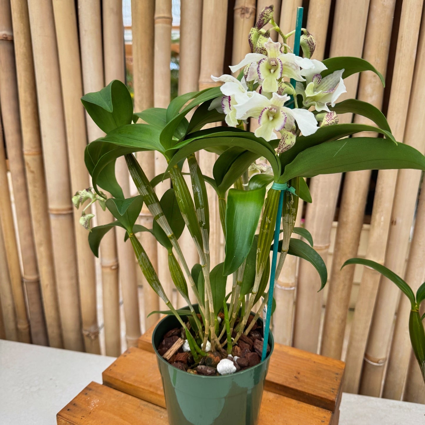 Den. Royal Nora (5.5" Pot - Budded)