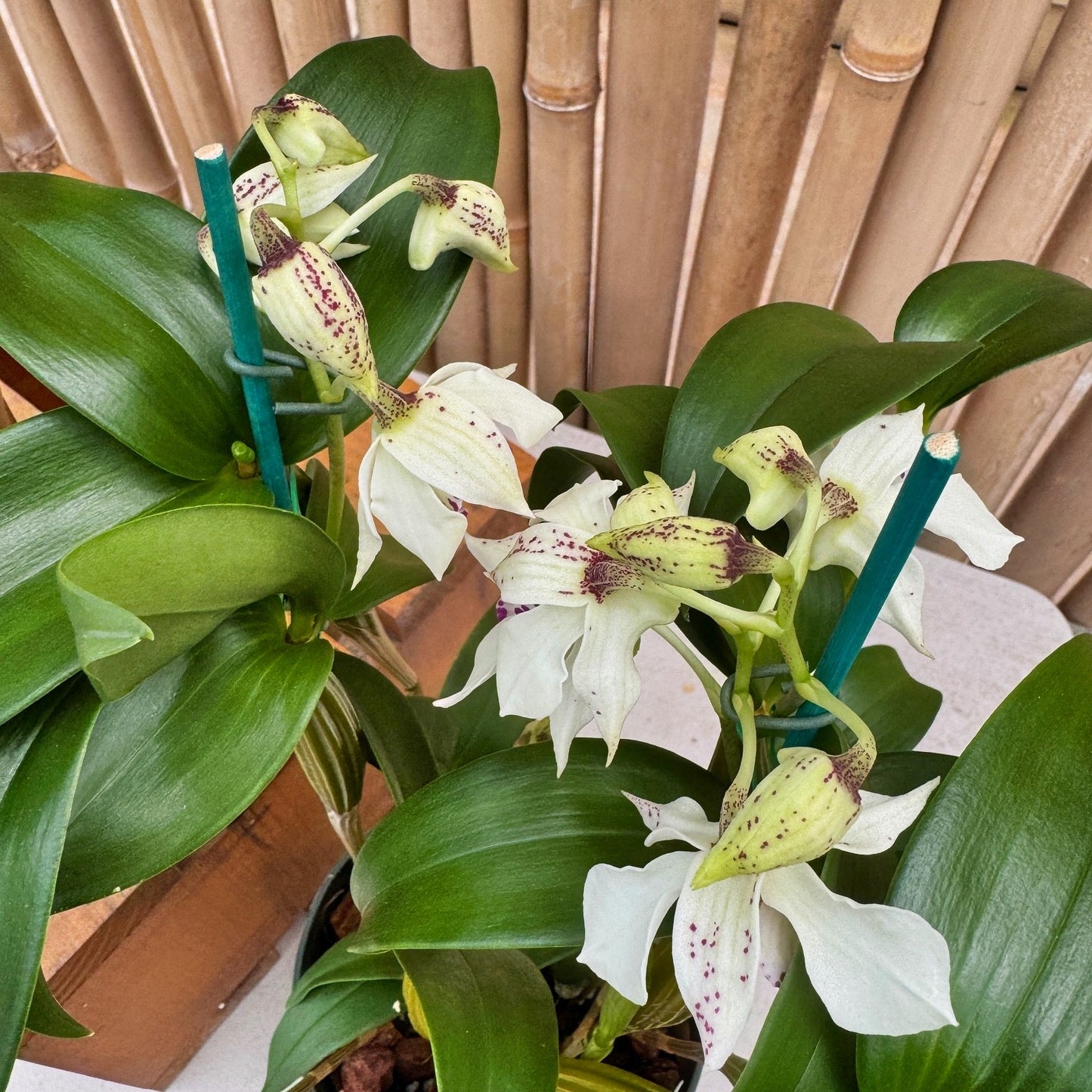 Den. Royal Nora (5.5" Pot - Budded)