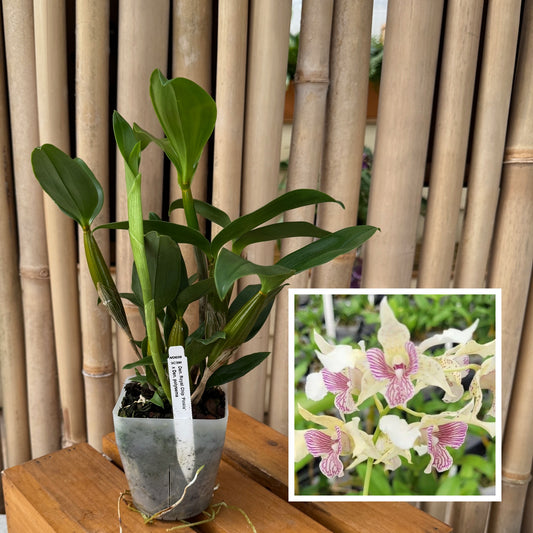 Den. Royal Chip 'Pinkie' x Den. polysema (4" Pot) - Not Flowering