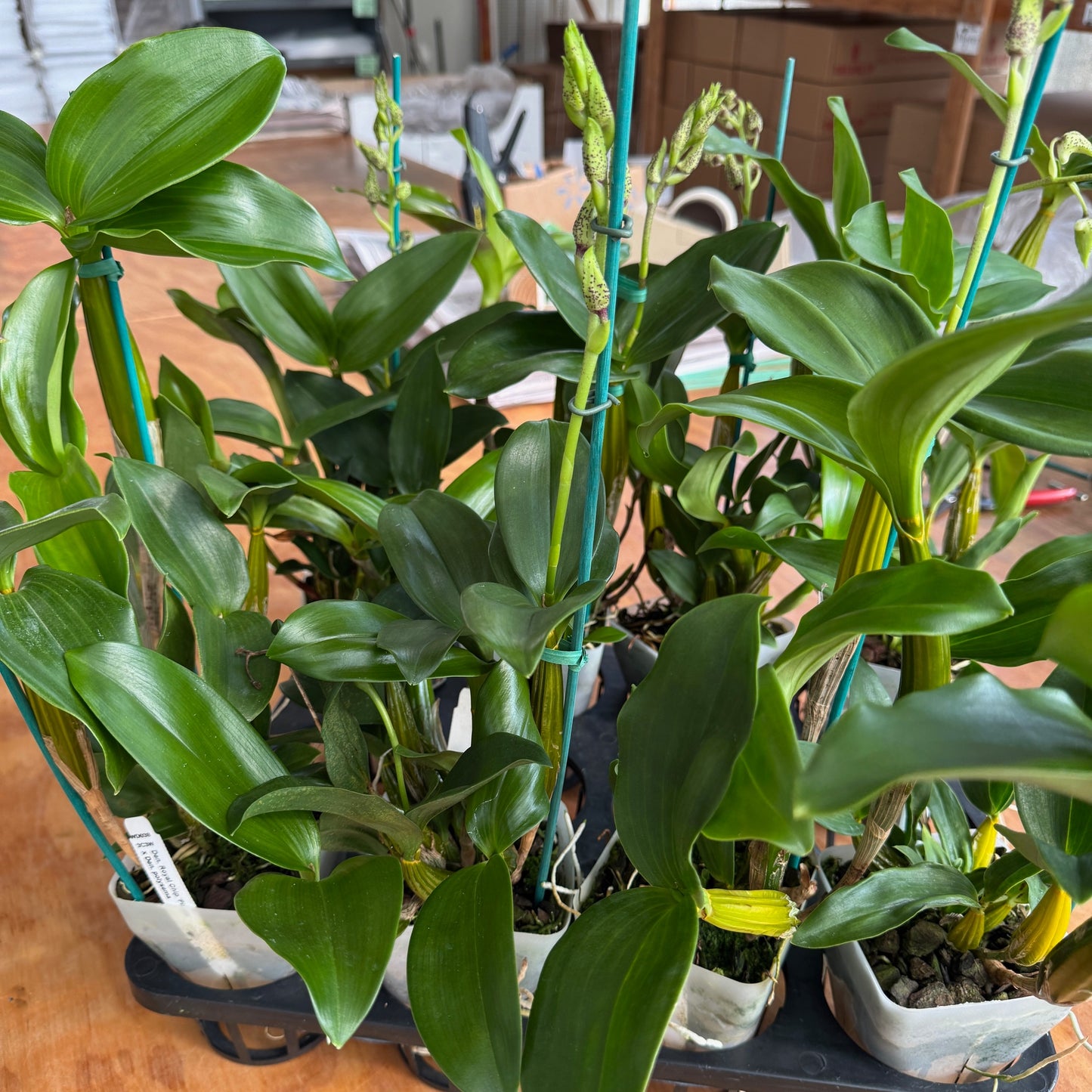 Den. Royal Chip 'Pinkie' x Den. polysema (Budded)