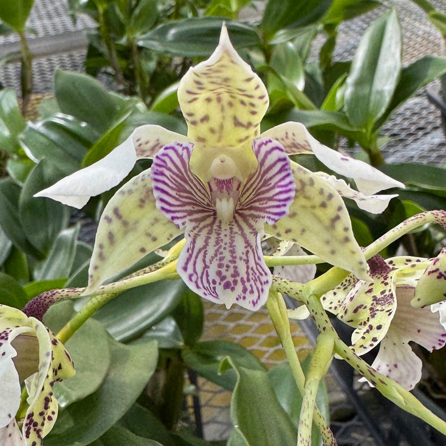 Den. Royal Chip 'Pinkie' x Den. polysema (Budded)