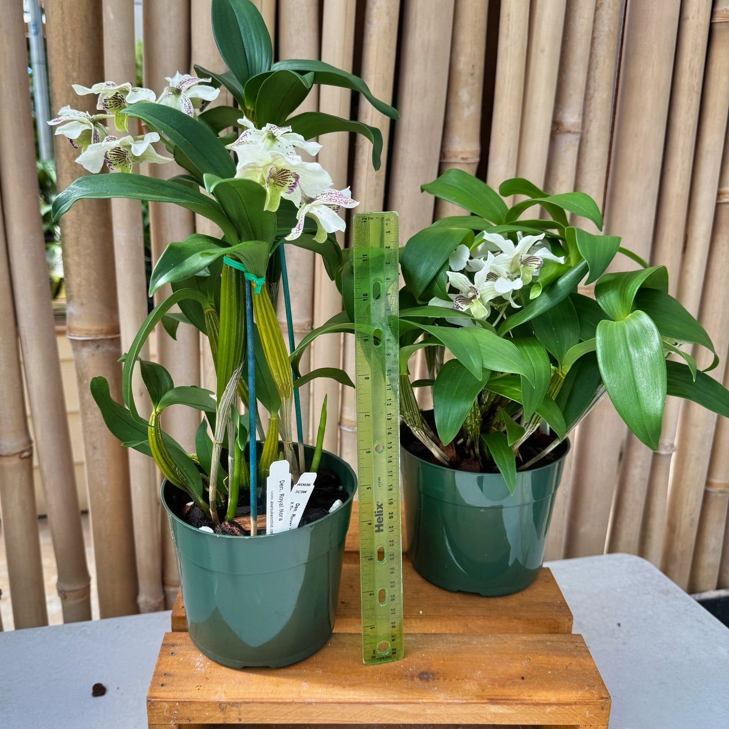 Den. Royal Nora (5.5" Pot) - OPEN BLOOMS