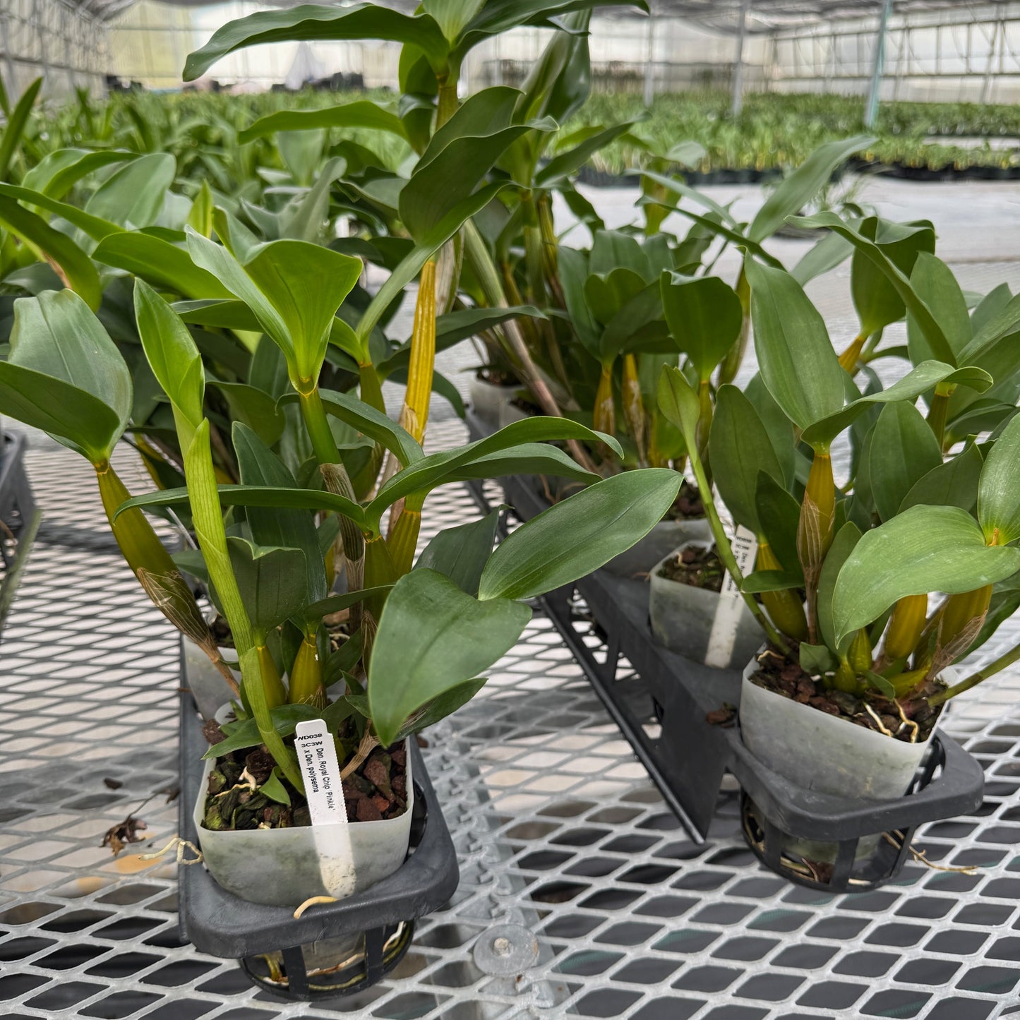 Den. Royal Chip 'Pinkie' x Den. polysema (4" Pot) - Not Flowering
