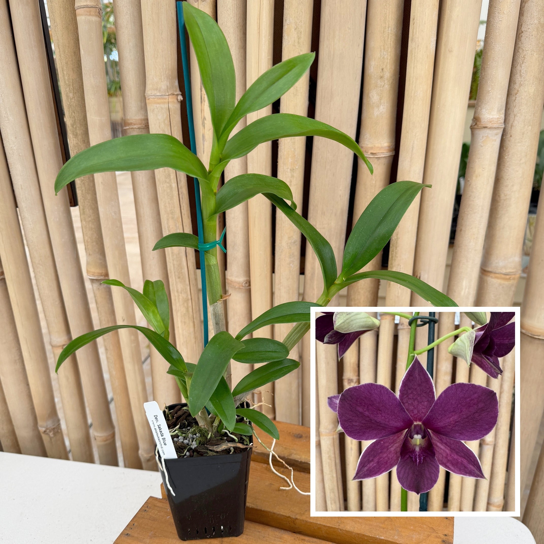 Dendrobium (NB) – Akatsuka Orchid Gardens