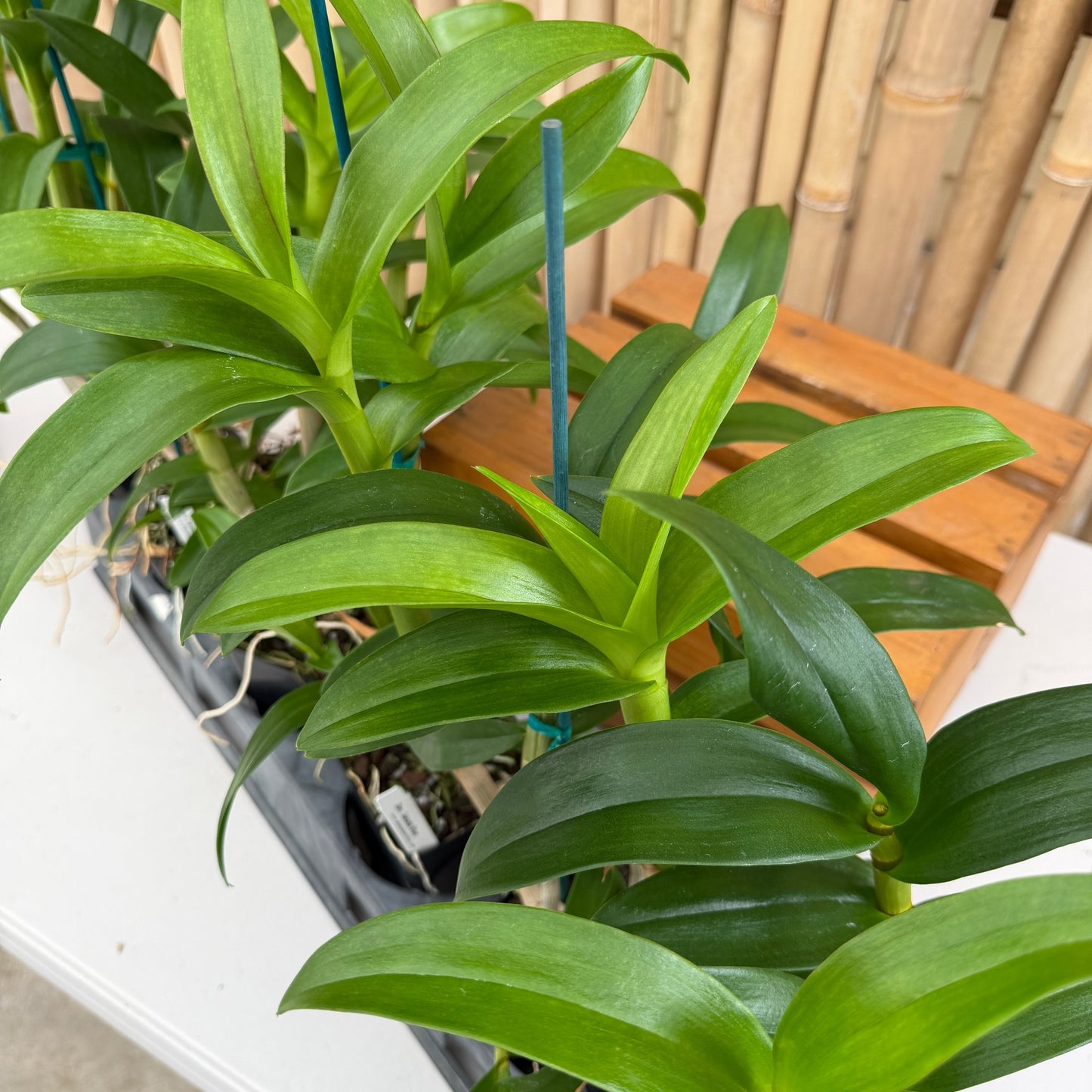Dendrobium Sakada Blue (4" Pot) - Not Blooming
