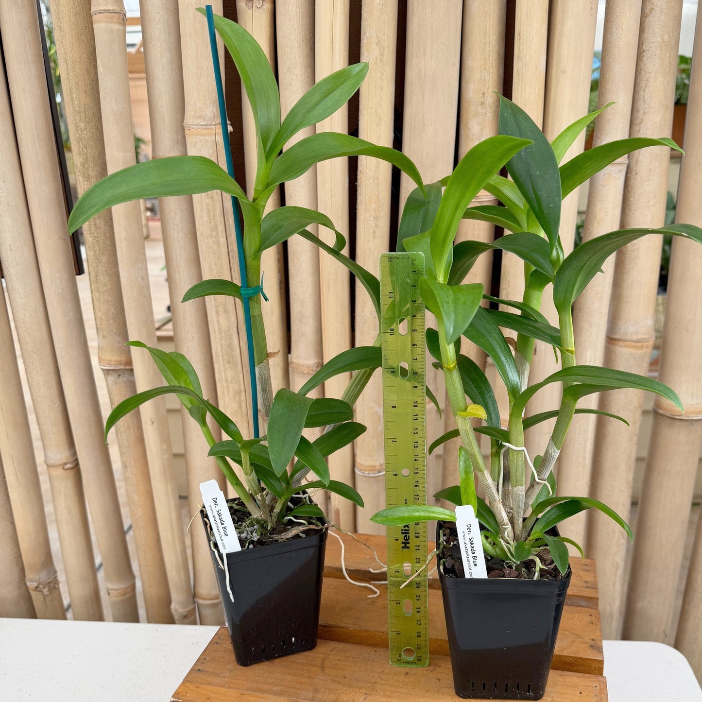 Dendrobium Sakada Blue (4" Pot) - Not Blooming