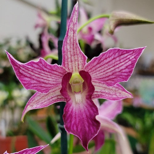 Den. Sherry Abe (4" Pot) - Not Blooming
