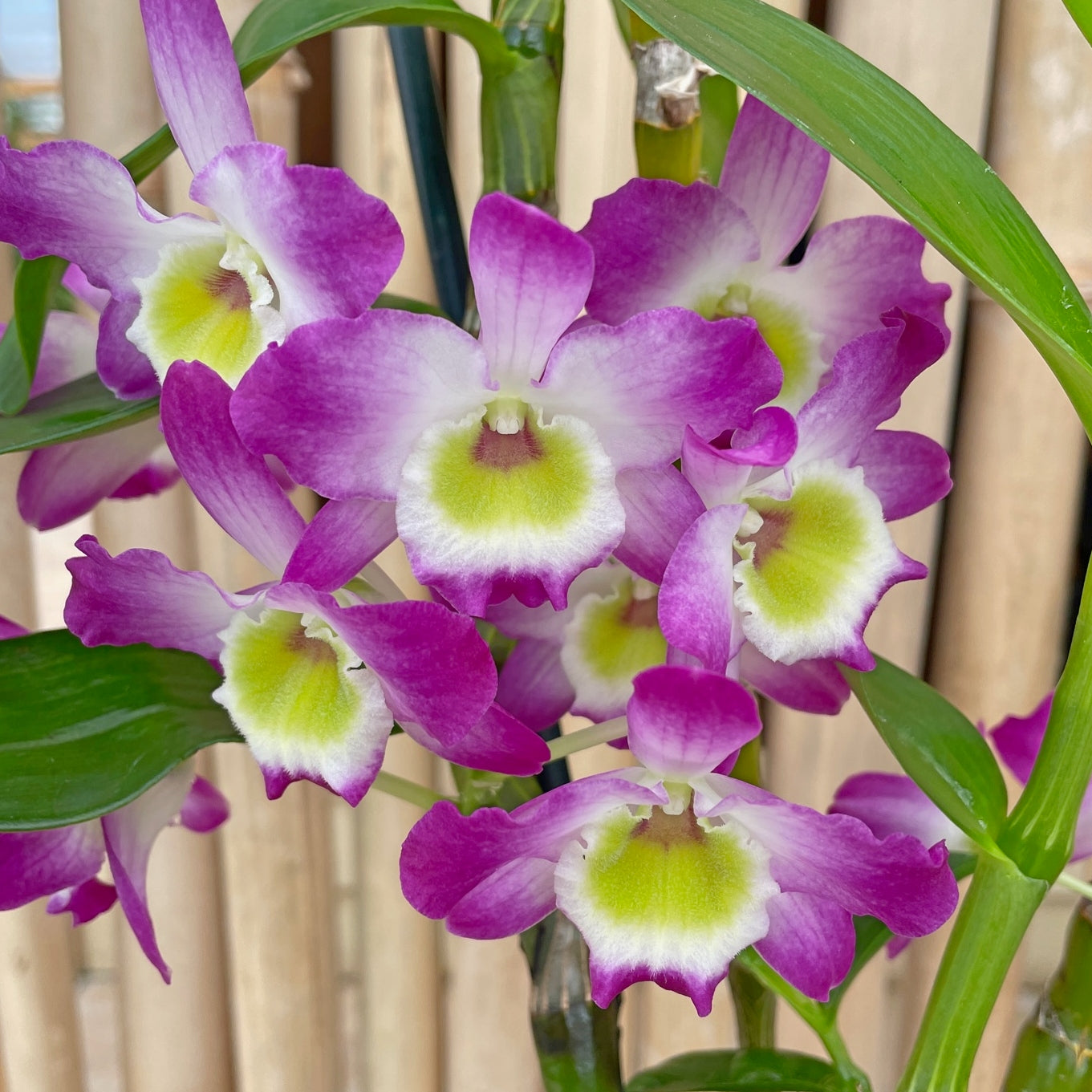 Den. Tdares Angel Emperor 'Taichung #4 FM Jadeite' (4" Pot) - Not Blooming