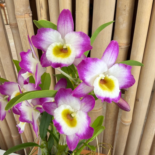 Den. Tdares Angel Emperor 'Taichung #4 FM Jadeite' (4" Pot)