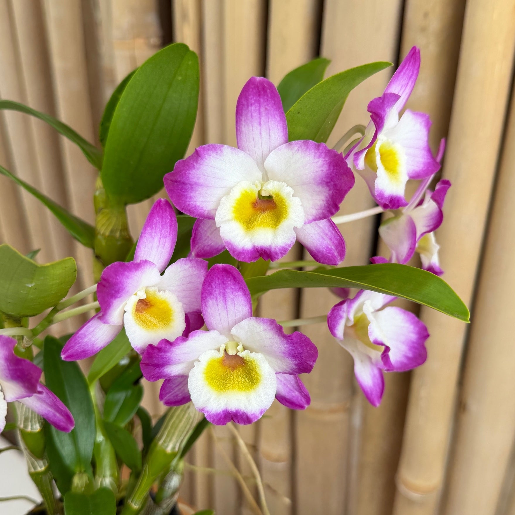 Den. Tdares Angel Emperor 'Taichung #4 FM Jadeite' (4