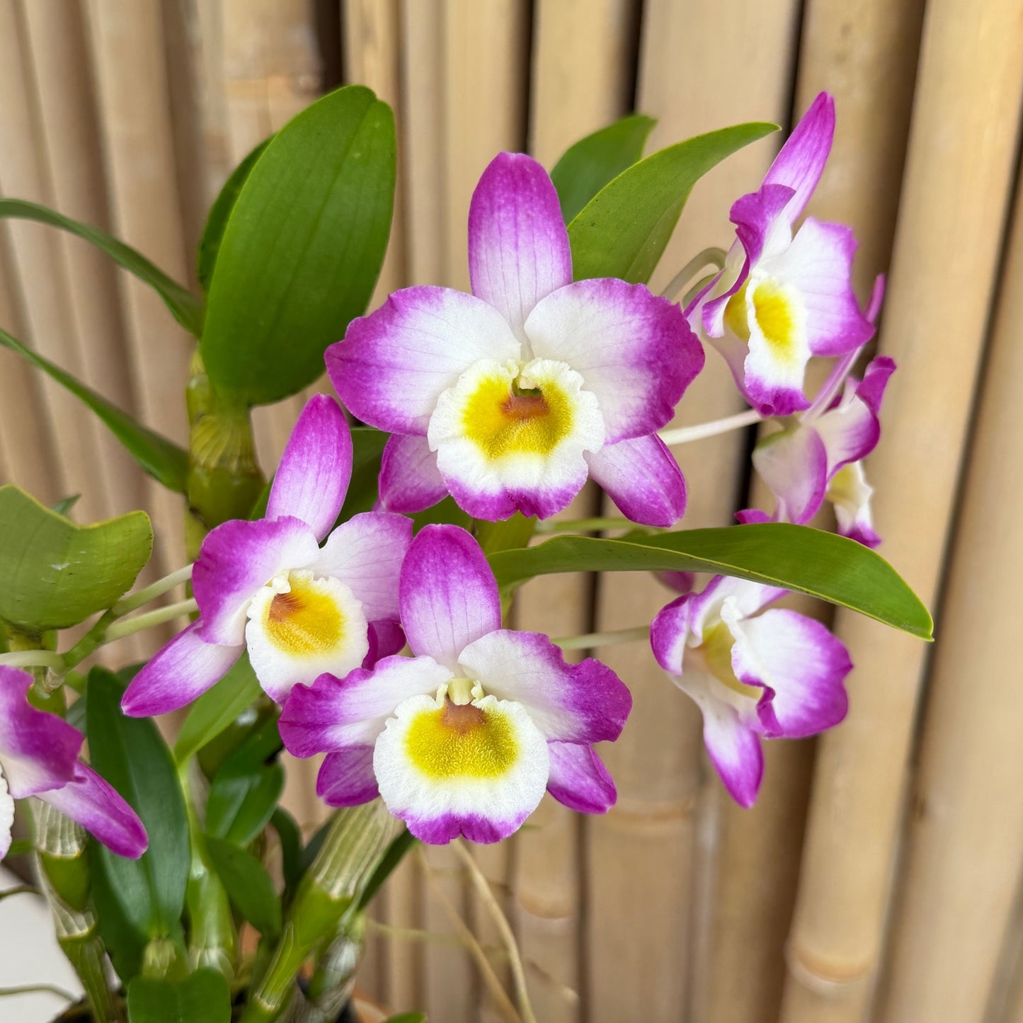 Den. Tdares Angel Emperor 'Taichung #4 FM Jadeite' (4" Pot)