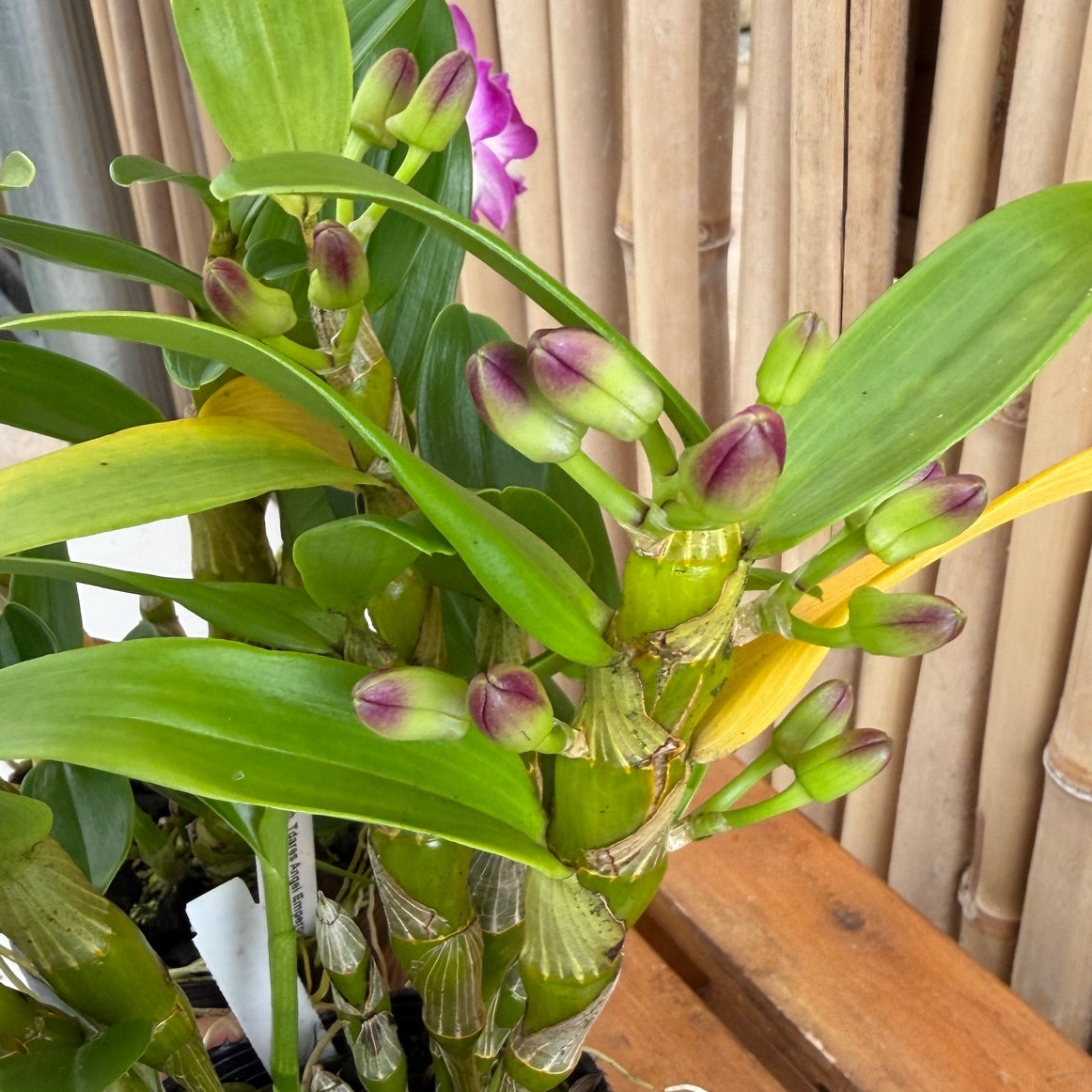 Den. Tdares Angel Emperor 'Taichung #4 FM Jadeite' (4