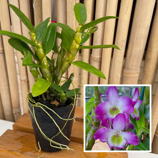 Den. Tdares Angel Emperor 'Taichung #4 FM Jadeite' (4" Pot) - Not Blooming