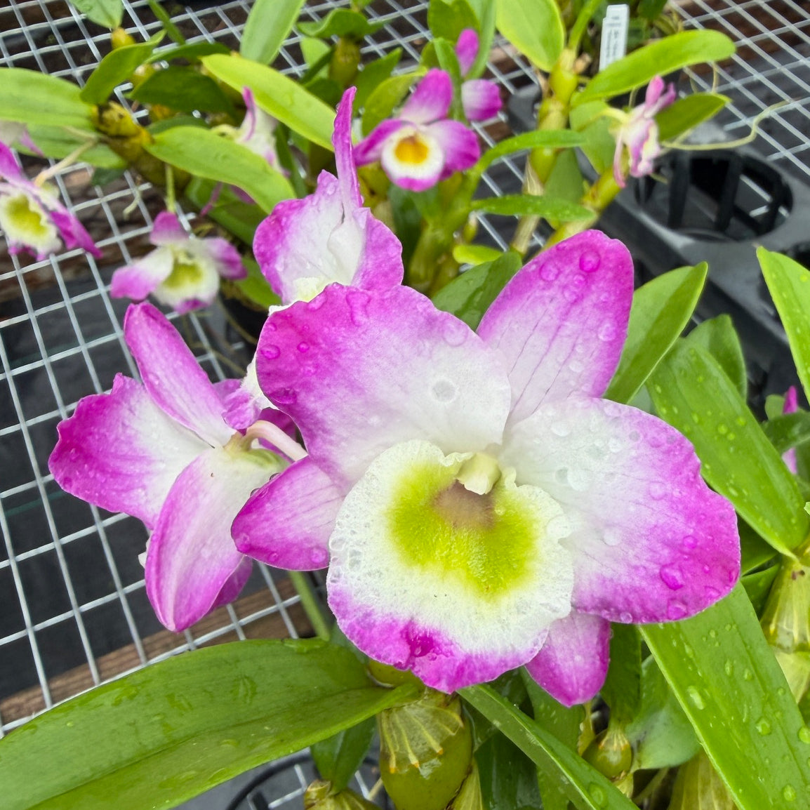 Den. Tdares Angel Emperor 'Taichung #4 FM Jadeite' (4" Pot) - Not Blooming