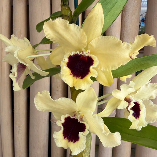 Den. Tianmu Huangdi (4" Pot)