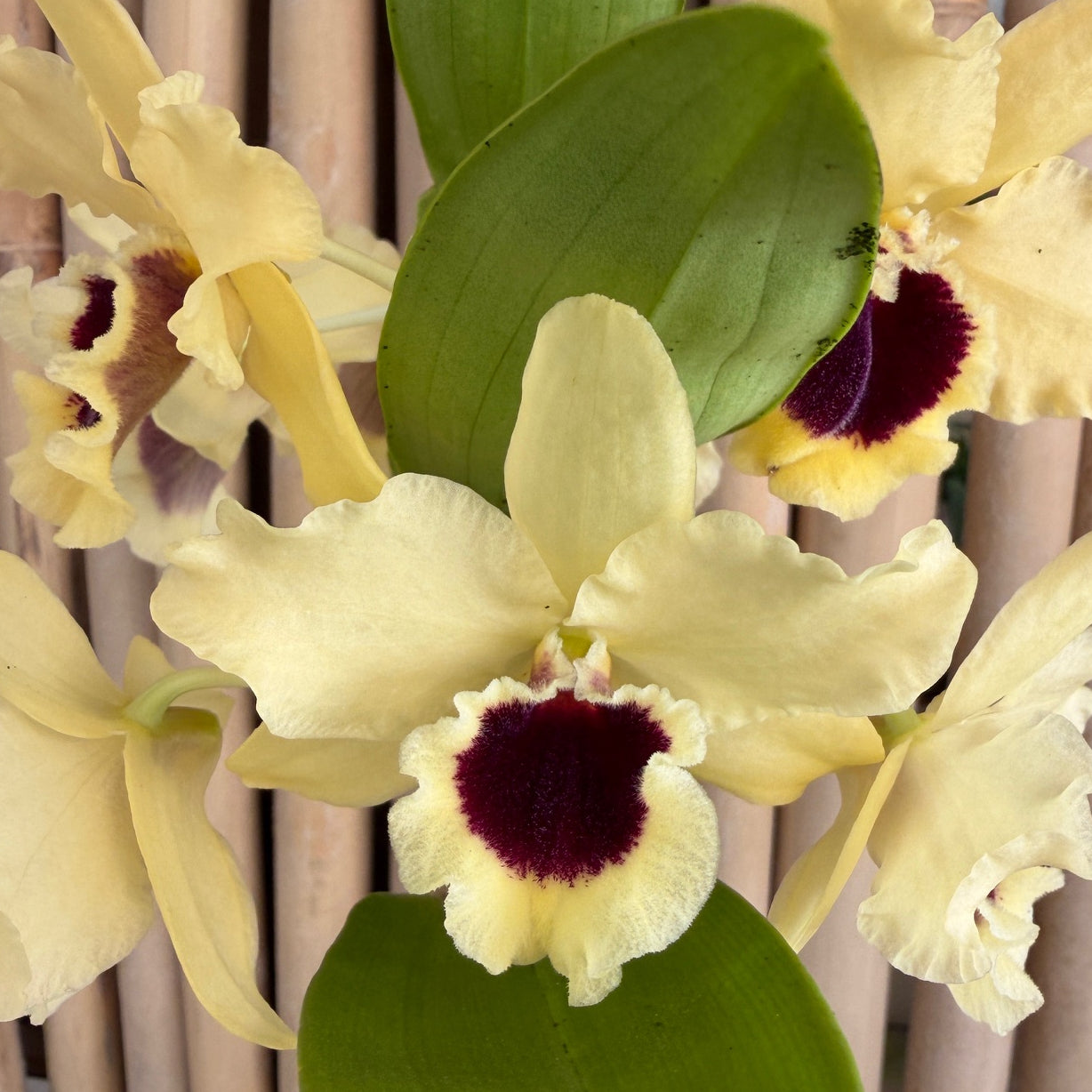 Den. Tianmu Huangdi (4" Pot)