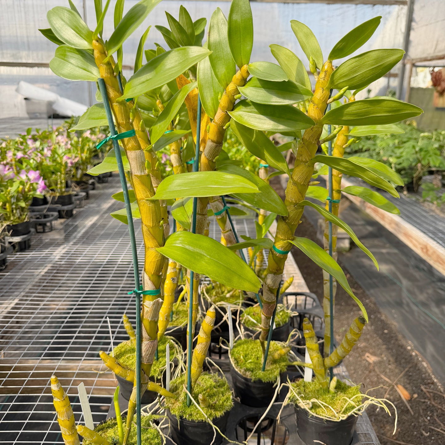 Den. Tianmu Huangdi (4" Pot)