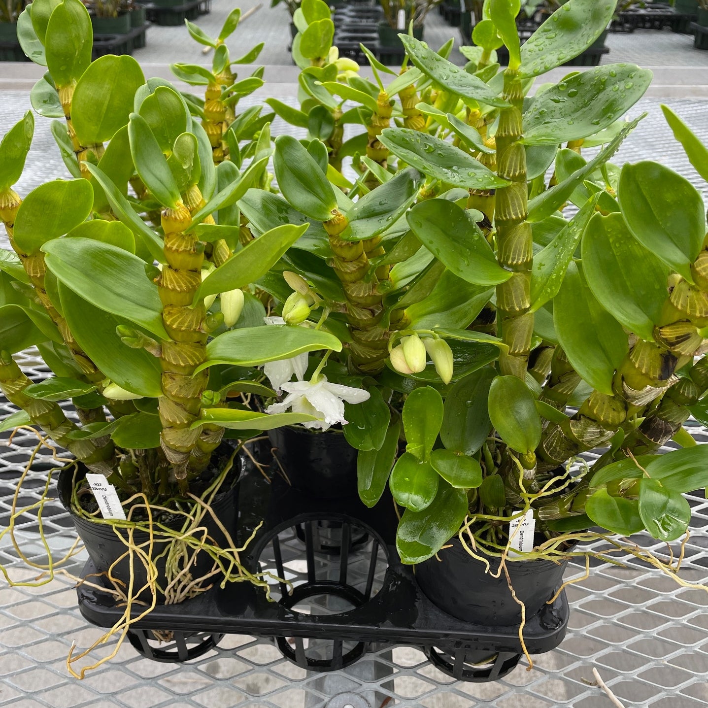 Dendrobium Tianmu Plain Botan (4