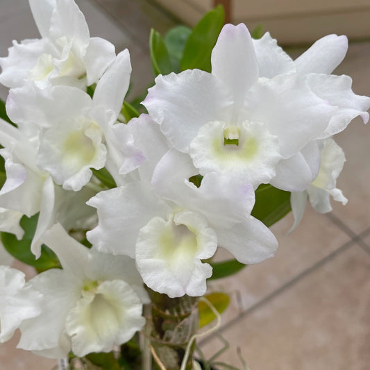 Dendrobium Tianmu Plain Botan (4" Pot) - Buds