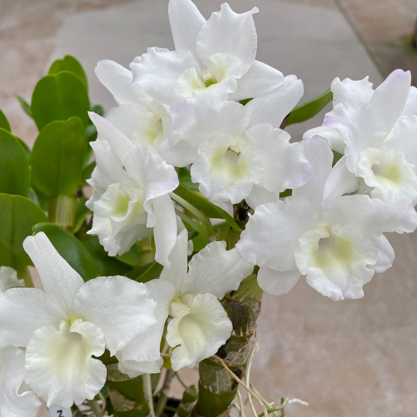 Dendrobium Tianmu Plain Botan (4" Pot) - Buds