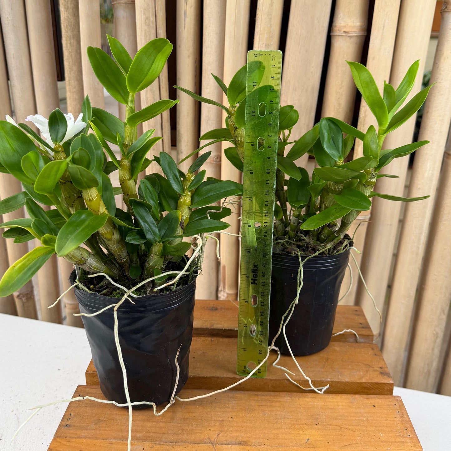 Den. Tianmu Plain Botan (4" Pot) - Not Blooming