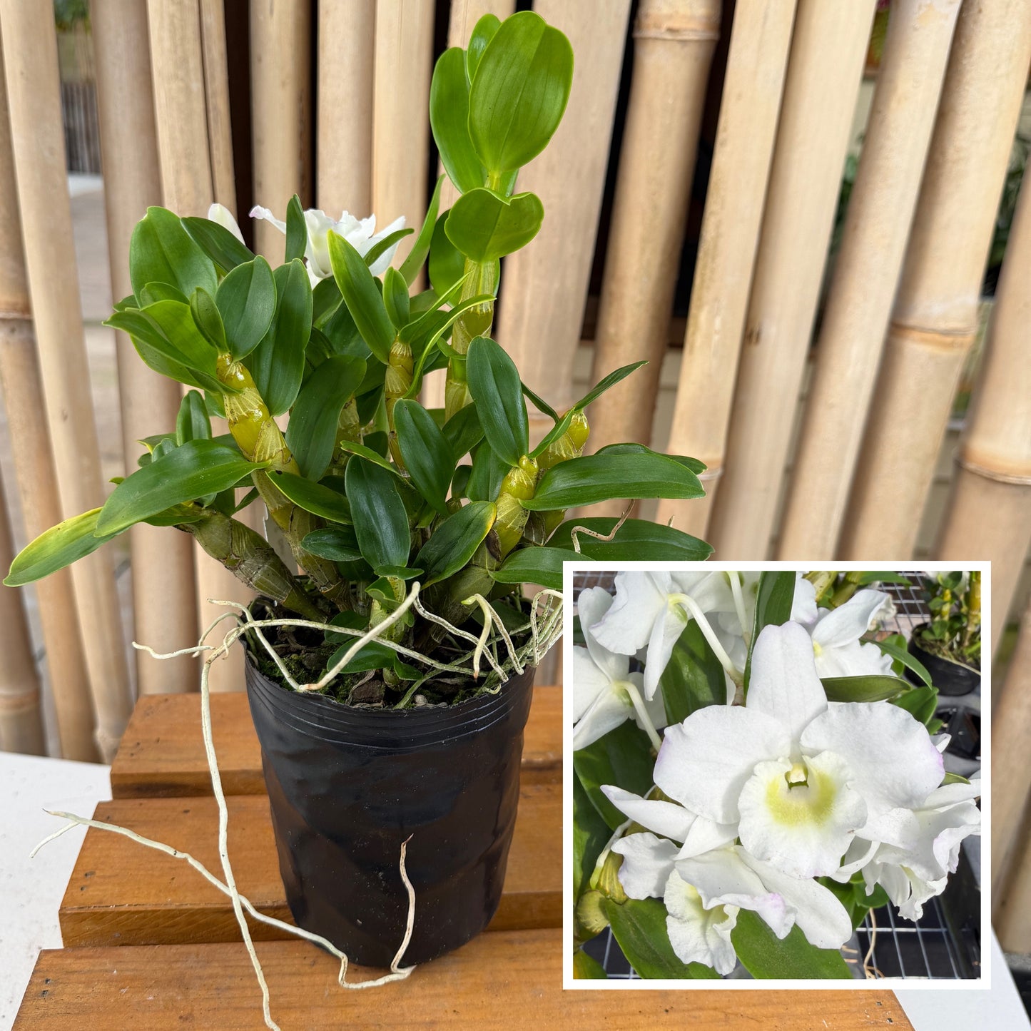 Den. Tianmu Plain Botan (4" Pot) - Not Blooming