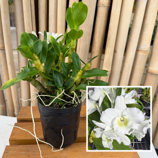 Den. Tianmu Plain Botan (4" Pot) - Not Blooming