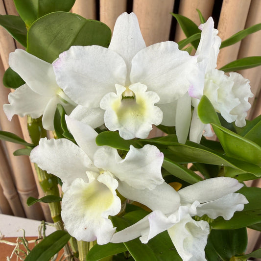 Den. Tianmu Plain Botan (4" Pot) - Not Blooming