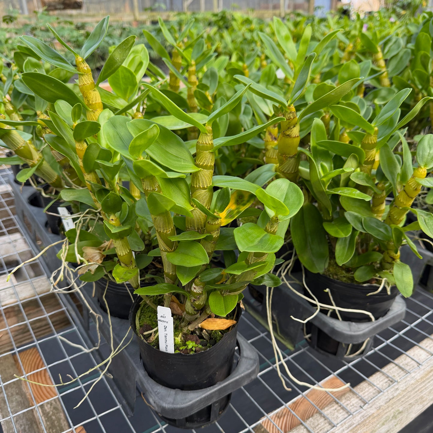 Den. Tianmu Plain Botan (4" Pot) - Not Blooming