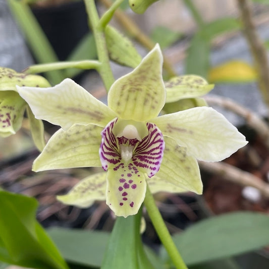 Den. Winter Pixie (4" Pot) - Buds
