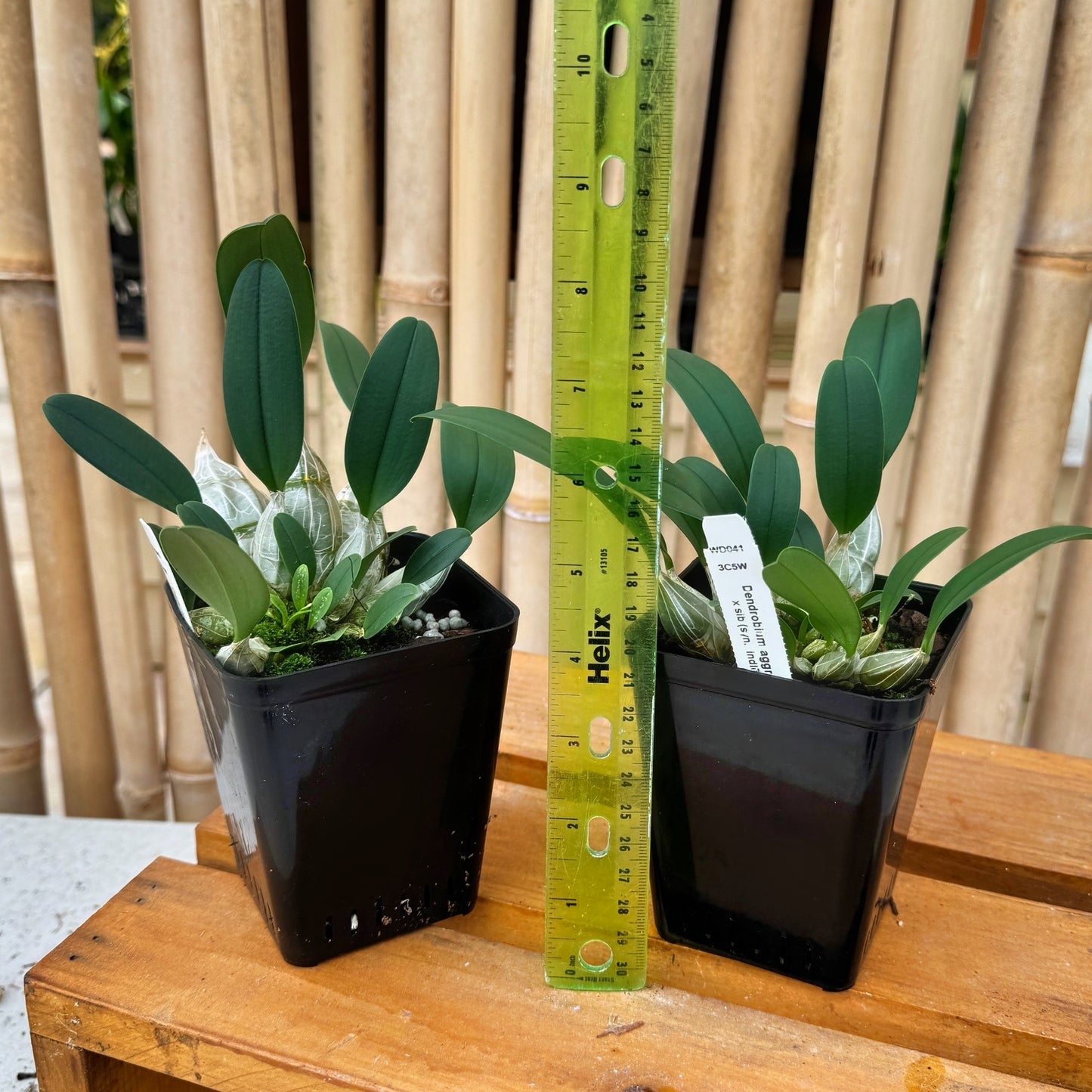 Dendrobium aggregatum x sib (4" Pot) - Not Blooming