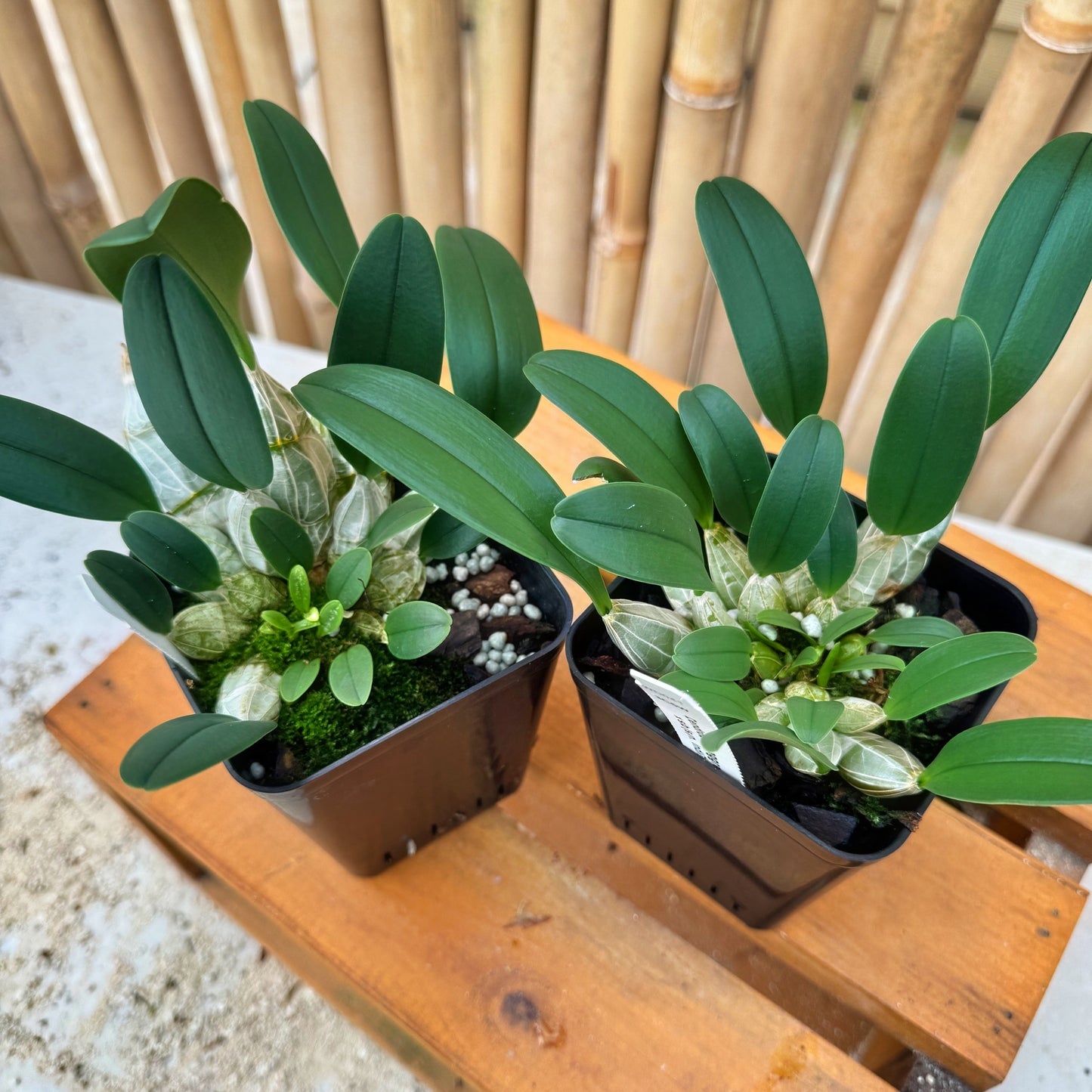 Dendrobium aggregatum x sib (4" Pot) - Not Blooming