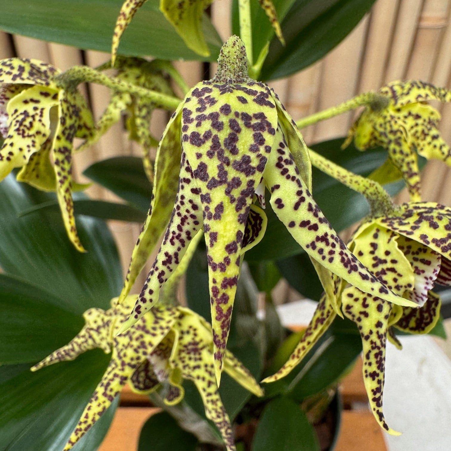 Den. alexandrae x sib (5.5