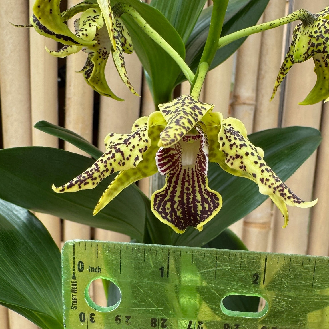 Den. alexandrae x sib (5.5