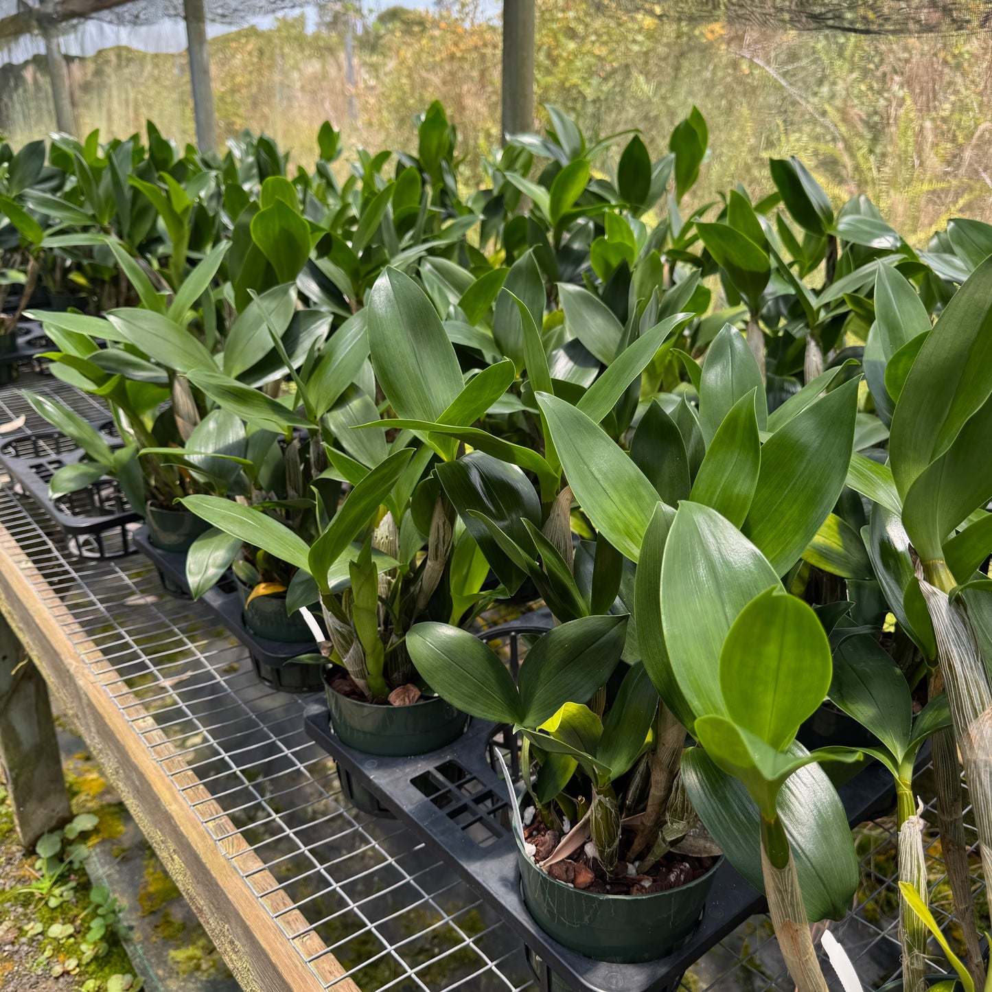 Den. alexandrae x sib (5.5" Pot) - Not Blooming